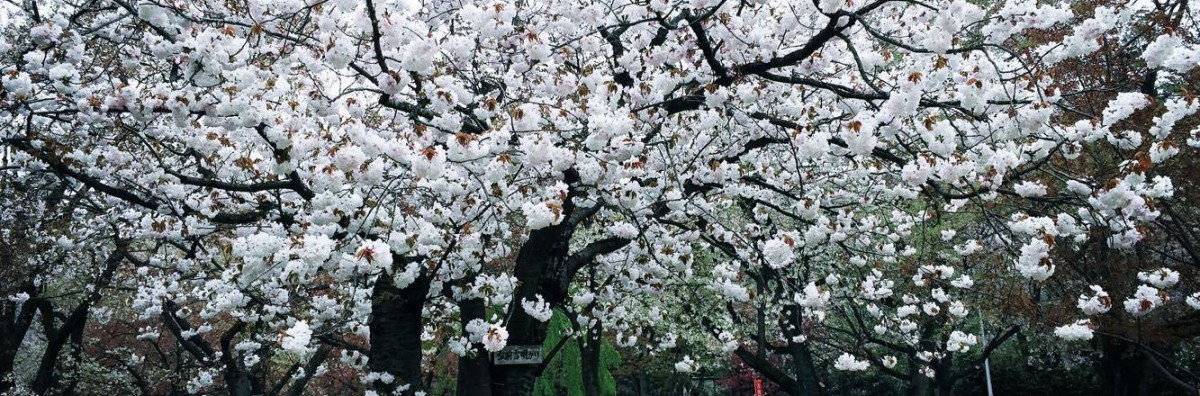 桜守が案内する弘前公園！「遅咲きの桜」がこれから見ごろ！！